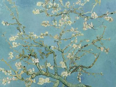 Almond Blossom, 1890 - Giclee Print, 16x12
