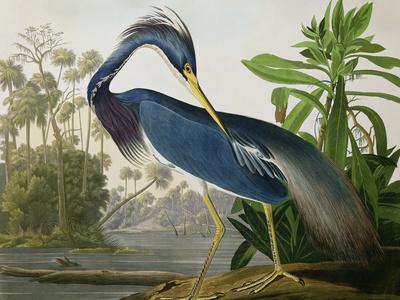 Audubon: Heron, 1827 - Giclee Print, 16x12