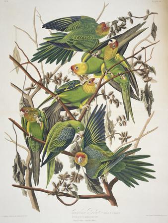 Carolina Parakeet, from "Birds of America," 1829 - Giclee Print, 12x16