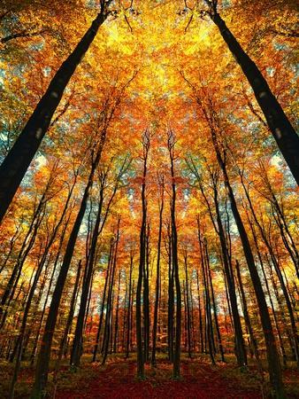 Cathedral Fall - Photographic Print, 12x16