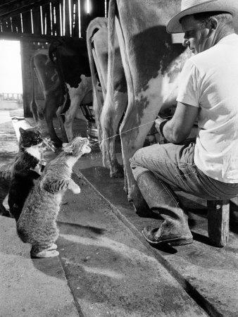 Cats Blackie and Brownie Catching Squirts of Milk During Milking at Arch Badertscher's Dairy Farm - Photographic Print, 12x16