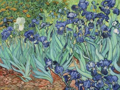 Irises, 1889 - Giclee Print, 16x12