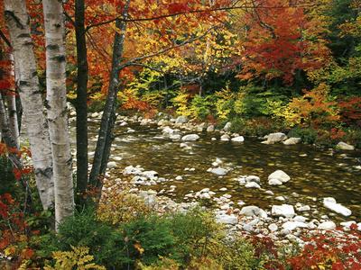 Swift River with Aspen and Maple Trees in the White Mountains, New Hampshire, USA - Photographic Print, 12x9 Swift River with Aspen and Maple Trees in the White Mountains, New Hampshire, USA - Photographic Print, 12x9